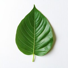Isolated Green Leaf on White Background