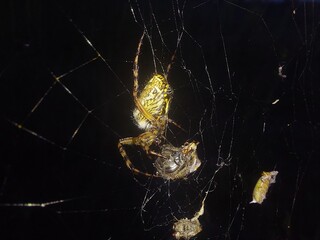 spider on cobweb with prey © Sylwia
