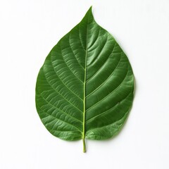 Obraz premium Isolated Green Leaf on White Background