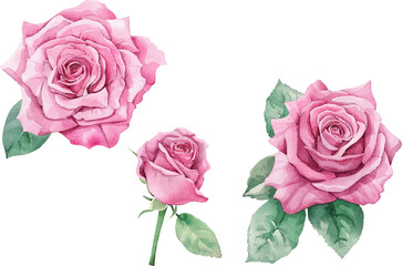 bouquet of pink roses