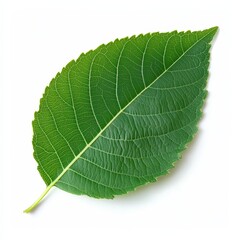 Obraz premium Isolated Green Leaf on White Background