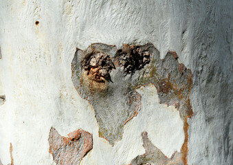 Eucalyptus tree bark texture, Bark of eucalyptus tree, seamless texture, a eucalyptus tree bark texture background image