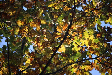 A photograph of autumn colours on an old oak tree. Close up photograph of leaves and branches - autumnal background