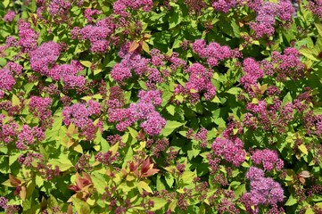 Spiraea japonica flowers pattern on sunny day