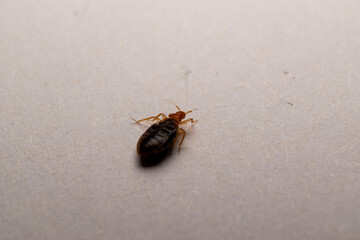 bedbug