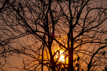 Obraz premium silhouette of a tree