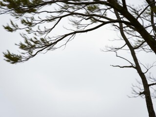 Blurry image of trees bending under strong wind, windyday, weathercondition