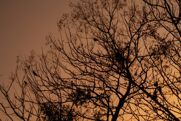 Obraz premium silhouette of tree