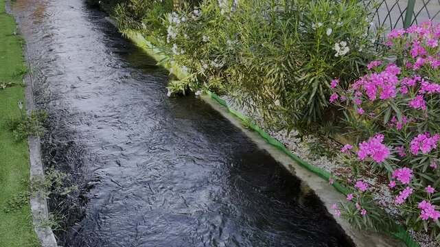 canale e fiori di oleandro, canal and oleander flowers