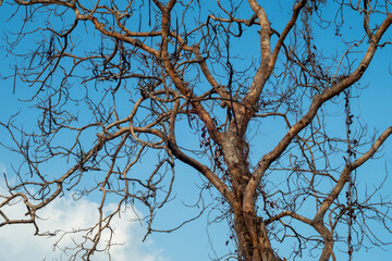 tree branches against blue sky