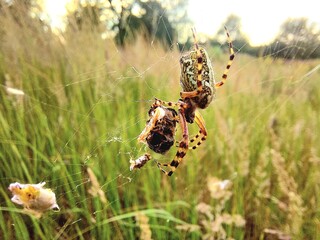 spider on cobweb with prey