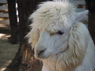 毛刈りが終わったアルパカ