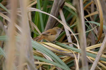 Sulphur-bearded Reedhaunter (Limnoctites sulphuriferus) hidden among the reeds.