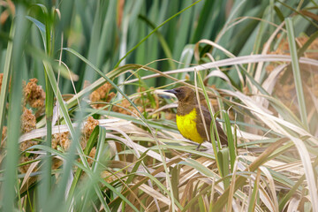 Brown-and-yellow Marshbird (Pseudoleistes virescens) perched on some reeds.