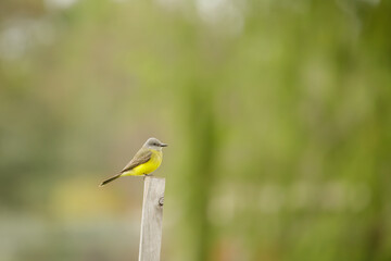 Tropical Kingbird (Tyrannus melancholicus) perched on a pole with copy space.