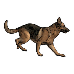 German Shepard dog vector animal ilustration isolated template 