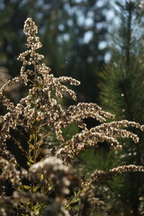 Conadian goldenrod in the autumn forest. Dry branches, dried flowers.	