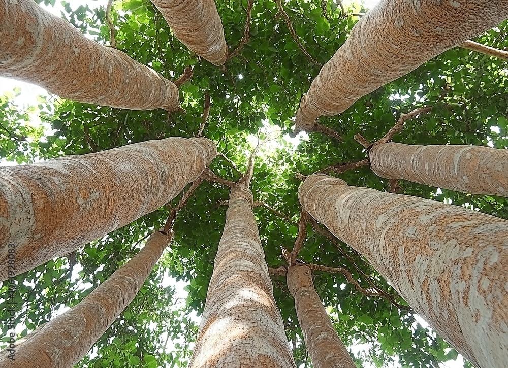 Poster looking up at the tall trunks of trees in a dense forest.