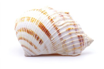 Obraz premium Spiral seashell with orange stripes on white