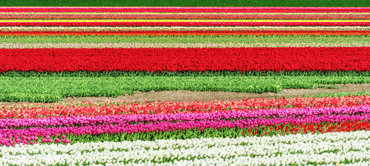Tulip fields in the countryside from the Netherlands in spring