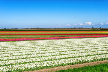 Large beds with flowering tulips in the field of a specialized Dutch grower at the edge of a small village.