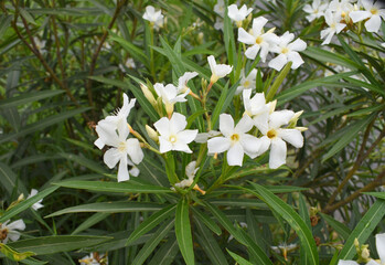 Nerium oleander in bloom, White siplicity bunch of flowers and green leaves on branches, Nerium...