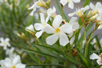 Nerium oleander in bloom, White siplicity bunch of flowers and green leaves on branches, Nerium Oleander shrub white flowers, ornamental shrub branches in daylight, bunch of flowers closeup