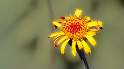 Jacobaea pancicii beautiful wildflower