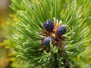 Close up of a pine cone
