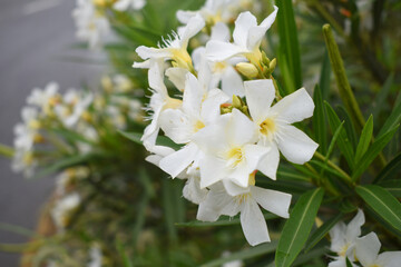 Nerium oleander in bloom, White siplicity bunch of flowers and green leaves on branches, Nerium...