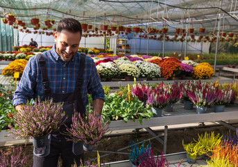 Man holding autumn plants in flower pots in greenhouse