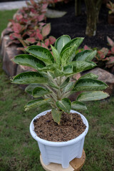 Beautiful aglaonema ornamental Dark pink and green leaves.