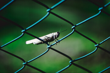 Grasshopper on fence