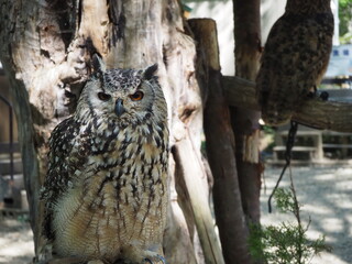 美しい羽毛のワシミミズク