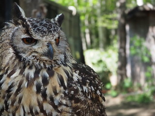 美しい羽毛のワシミミズク