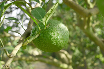 unripe green oranges on tree, close-up of a beautiful orange tree with green oranges, fruit hanging on a tree, Close-up of unripe oranges hanging on a tree, Chakwal, Punjab, Pakistan