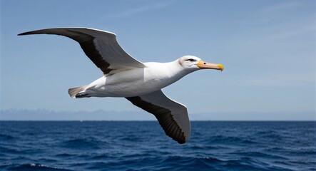Albatross gliding over ocean 