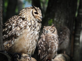 美しい羽毛のワシミミズク