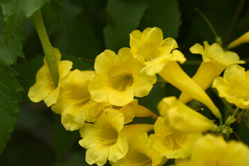 Yellow trumpetbush (Tecoma stans) Called Yellow bell or Yellow Elder Flower, trumpet flower, Beautiful bunch of yellow flowers closeup with green leaves Background, tecoma stans