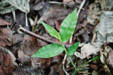 낙엽 속의 초록 생명