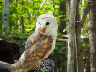 可愛い顔のメンフクロウ
