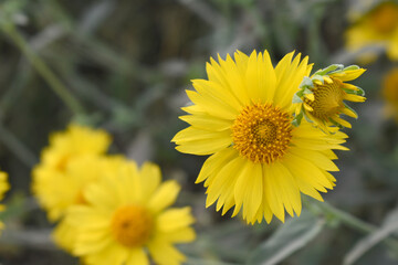 Golden Crownbeard (Also called Golden Crownbeard, Copen Daisy, golden crown beard) in the nature, Golden Crownbeard Flower closeup,Beautiful yellow flower closseup in nature Chakwal, Punjab, Pakistan