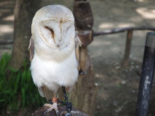 可愛い顔のメンフクロウ