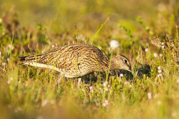 Common whimbrel feeding in a summery wetland in Riisitunturi National Park, Northern Finland	