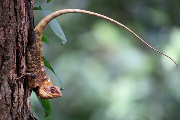 Indian chameleon on tree © Studio gallery