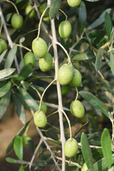 unripe green olives on tree closeup, Olive-tree branch with unripe green olives, olive tree plantation during harvest, unripe green olives on the tree with green leaves, Chakwal, Punjab, Pakistan