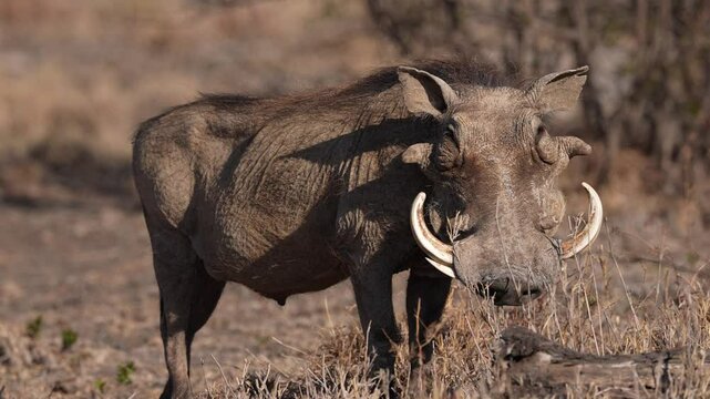 Huge boar African Warthog (Phacochoerus africanus) threatening me by gnashing his razor sharp tusks together. Slow motion, 25 percent natural speed.