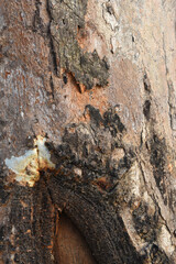 Eucalyptus tree bark texture, Bark of eucalyptus tree, seamless texture, a eucalyptus tree bark texture background image