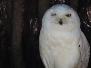美しいシロフクロウ
