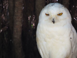 美しいシロフクロウ